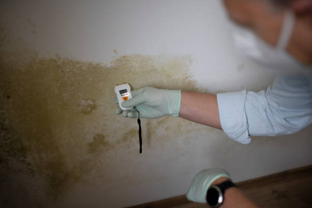 Professional Mold Remediation in Garrett, IN